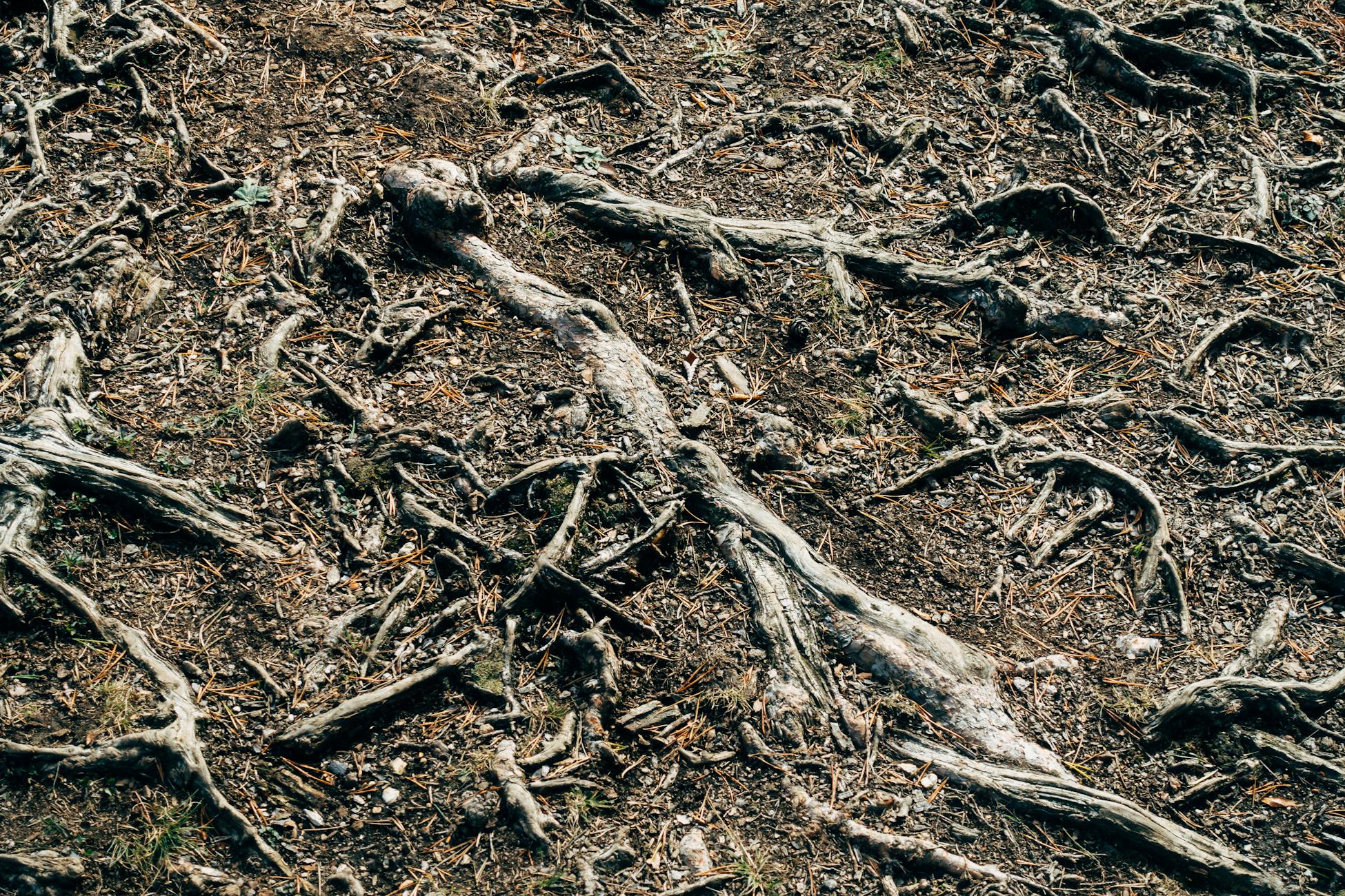 Verflochtene Baumwurzeln in mitteleuropäischem Waldboden — wo das Eigentliche passiert.